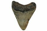 Fossil Megalodon Tooth - North Carolina #351181-1